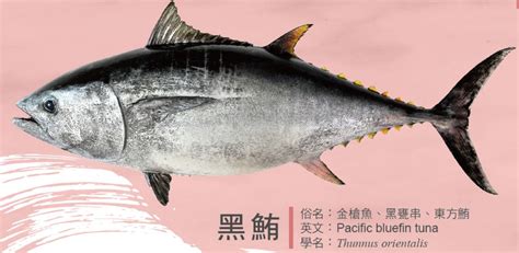 黑色小魚|太平洋黑鮪 (Thunnus orientalis)